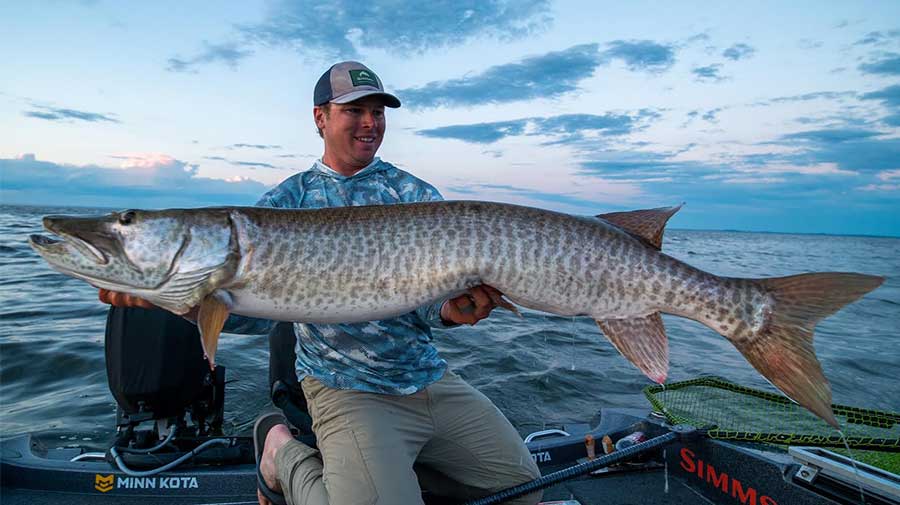 Green Bay Musky Fishing Guide Photo 3