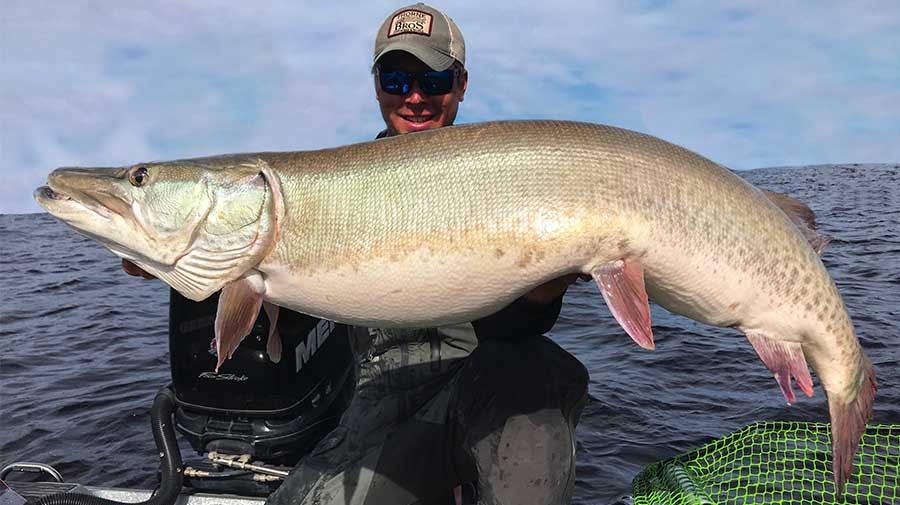 Green Bay Musky Fishing Guide Photo 6