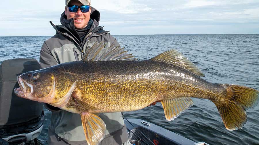 Green Bay Walleye Fishing Guide Photo 5